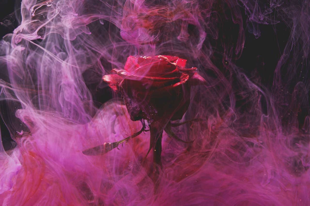 La Maison des Roses – Chapitre 11